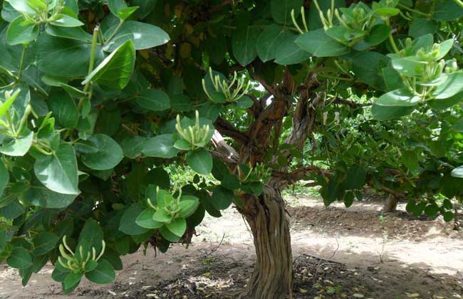 四季金银花树种植技术