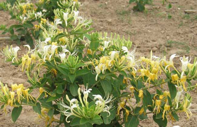 四季金银花树种植技术