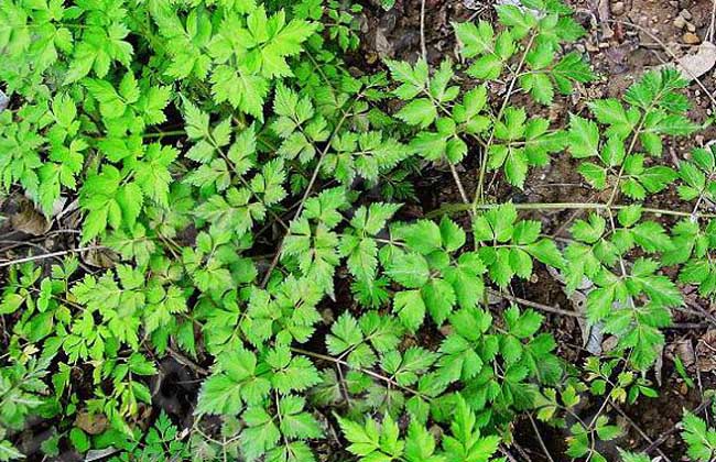 川芎高产种植技术