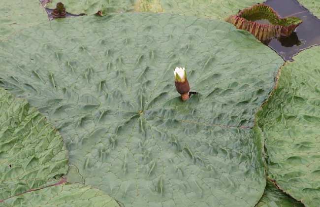 芡实的种植技术