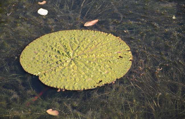 芡实的种植技术