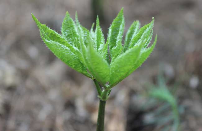 盆栽三七怎么种植才好？