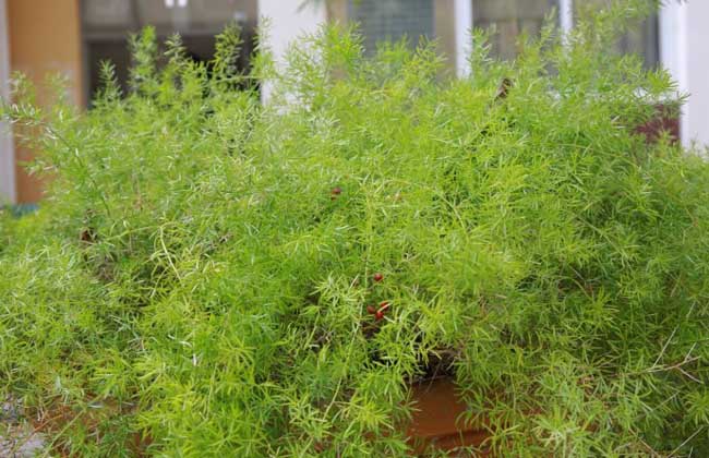 天门冬的种植技术