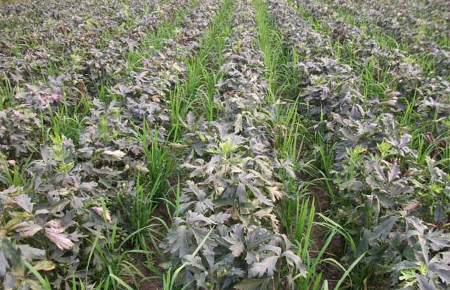 附子高产种植技术