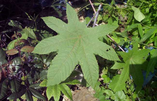 蓖麻高产种植技术