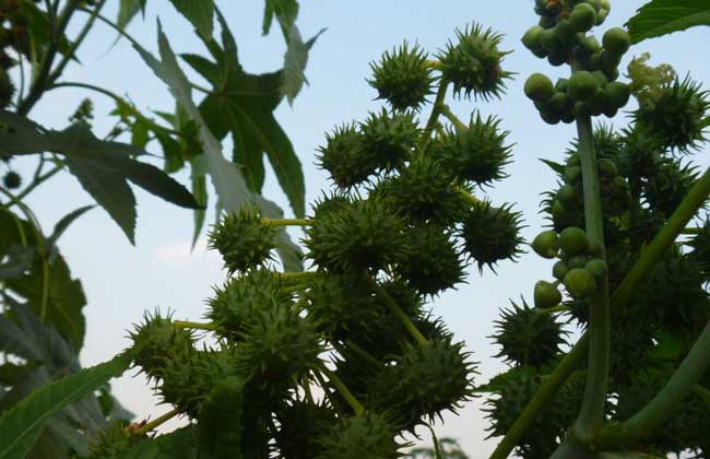 蓖麻高产种植技术