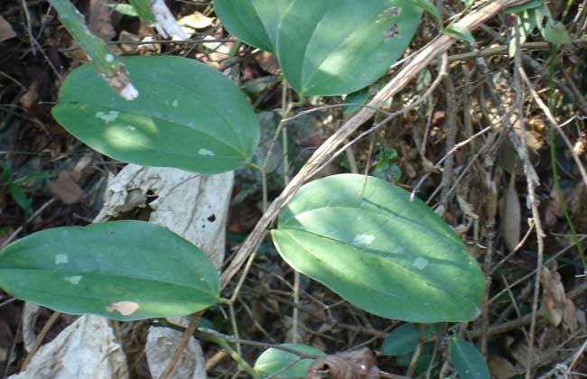 土茯苓是啥植物？