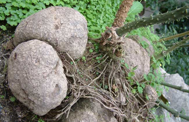 土茯苓是啥植物