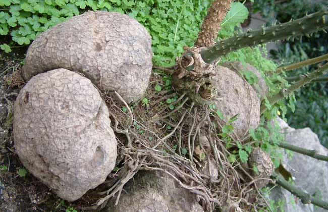 土茯苓是啥植物？