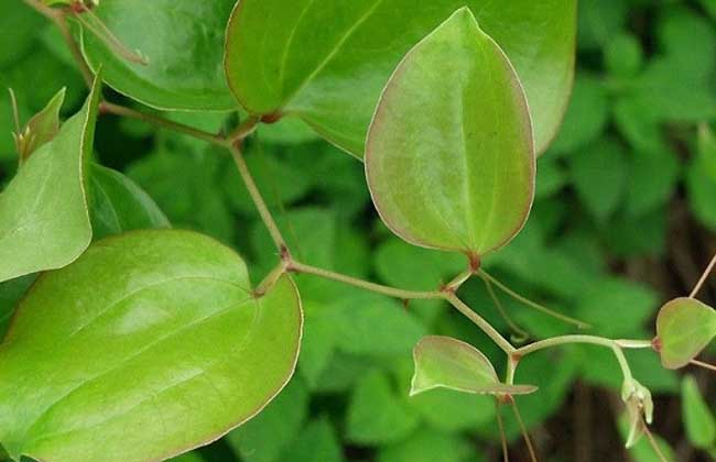 土茯苓是啥植物？