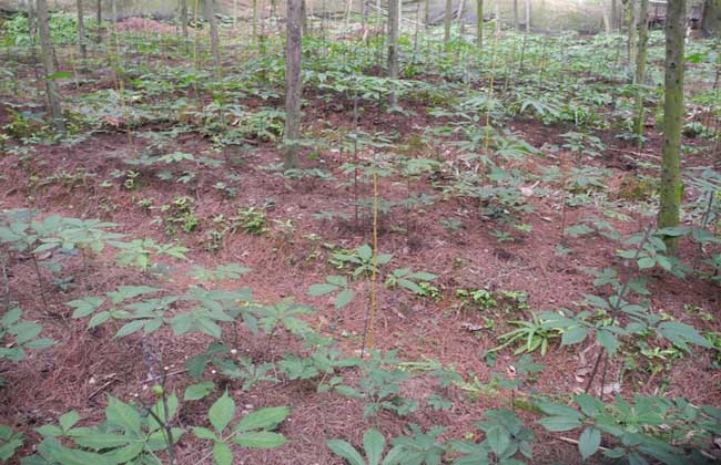 野三七是啥植物？