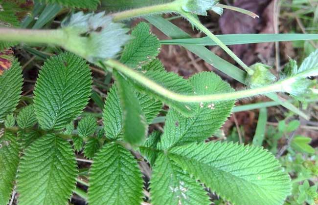 仙鹤草是啥草？