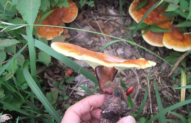 灵芝菌蚊防治办法