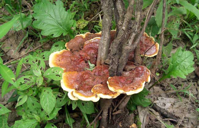 野生灵芝鉴别办法