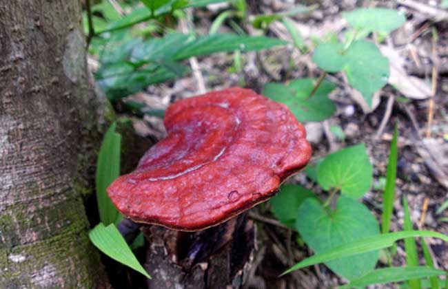 野生灵芝鉴别办法