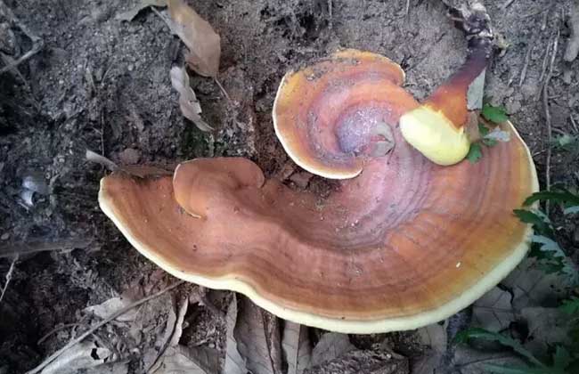 灵芝酵母菌防治办法