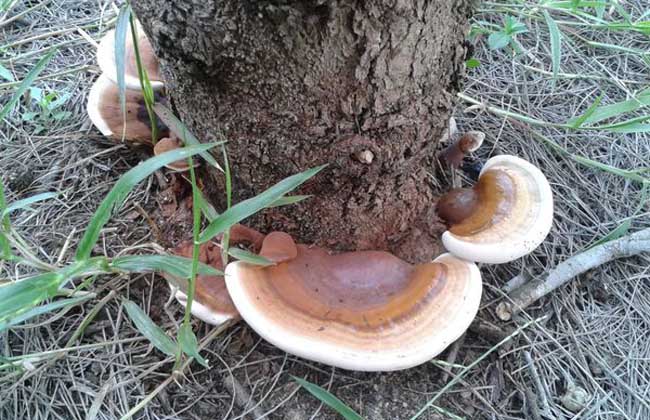灵芝酵母菌防治办法