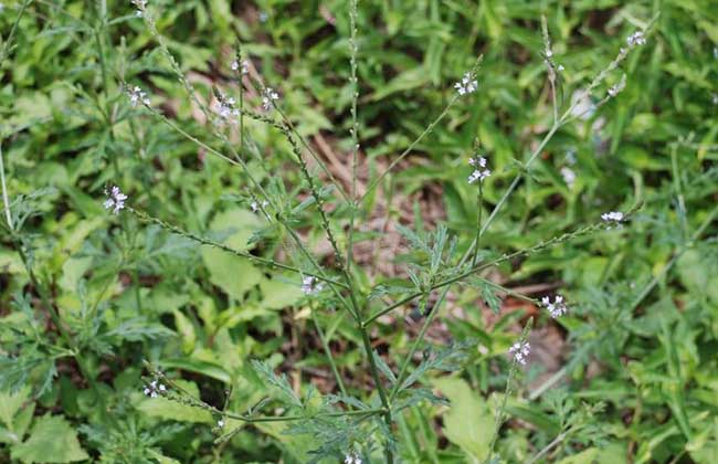 马鞭草什么时候开花？