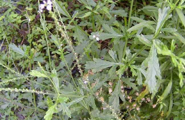 马鞭草的种植技术