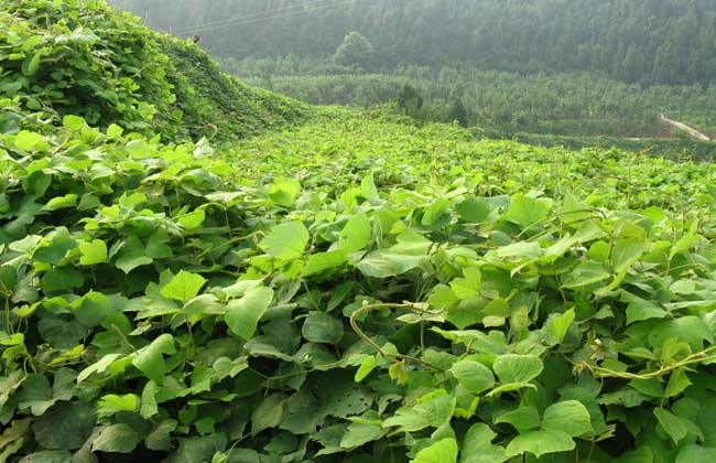 葛根种植技术