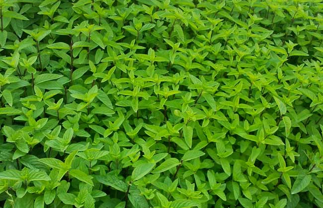薄荷的种植时间