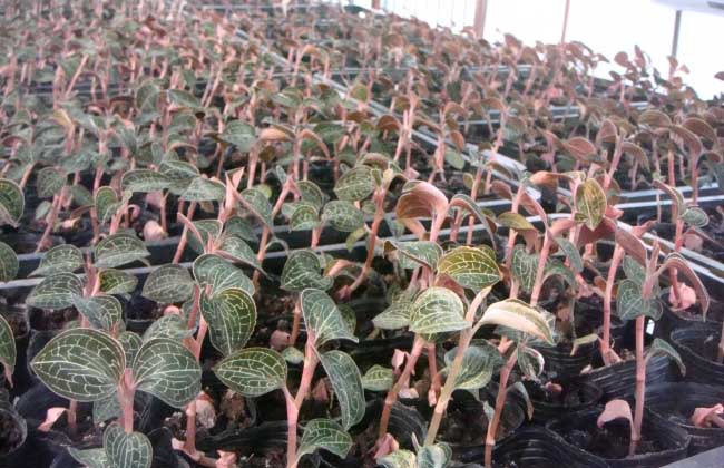 金线莲的种植成本和利润