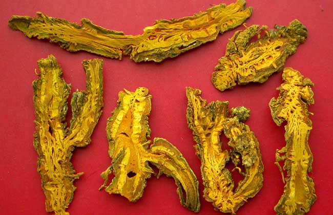 黄连的真假鉴别办法