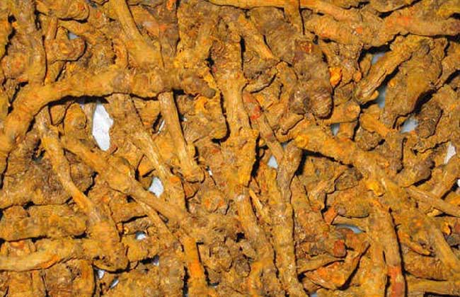 黄连的真假鉴别办法