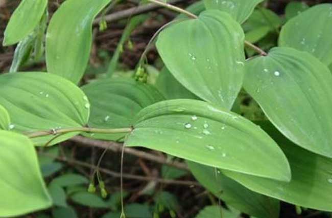 黄精种植技术