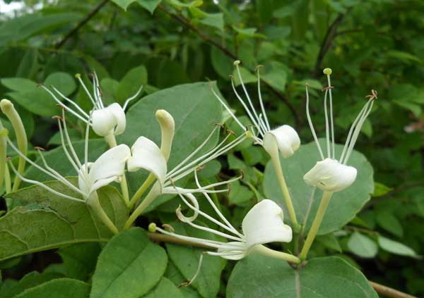 金银花种植前景怎么？