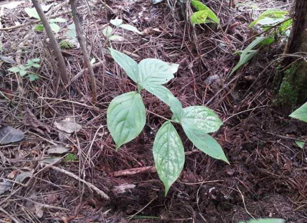 人参的种植条件需要求