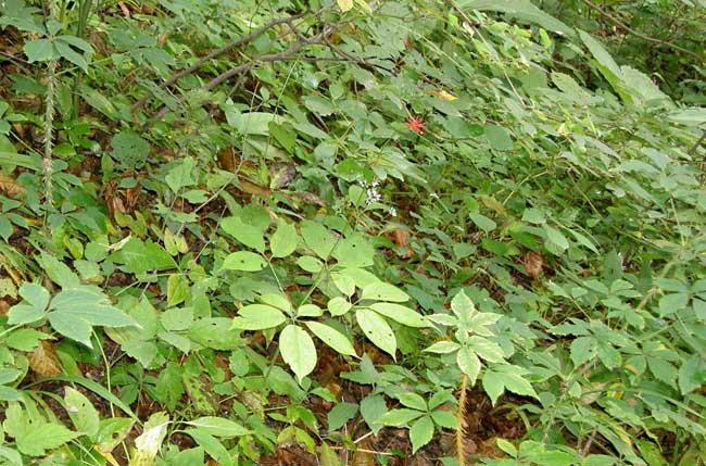 人参的种植条件需要求
