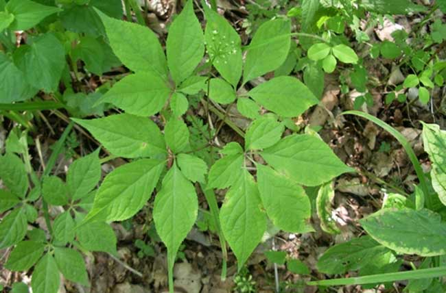 人参的种植条件需要求