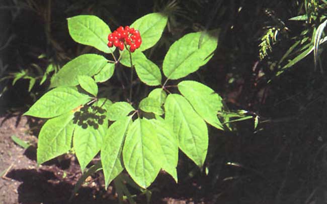 人参的种植条件需要求