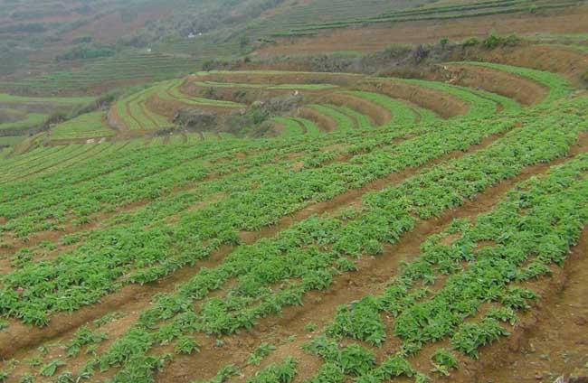 太子参种植的市场前景