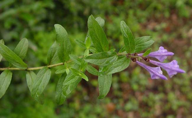 现将其栽培技术介绍下面:中药材黄芩为唇形科多年生草本植物,以根入药