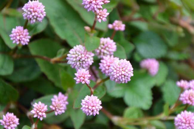 头花蓼虫害防治技术