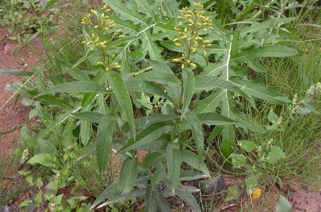 黄连高产种植管理技术