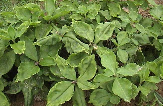 太子参的种植方法技巧