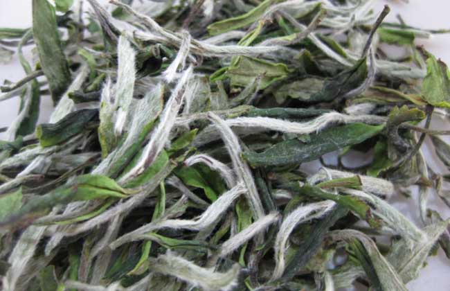 白茶的制作工序流程