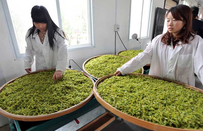 白茶的制作工序流程