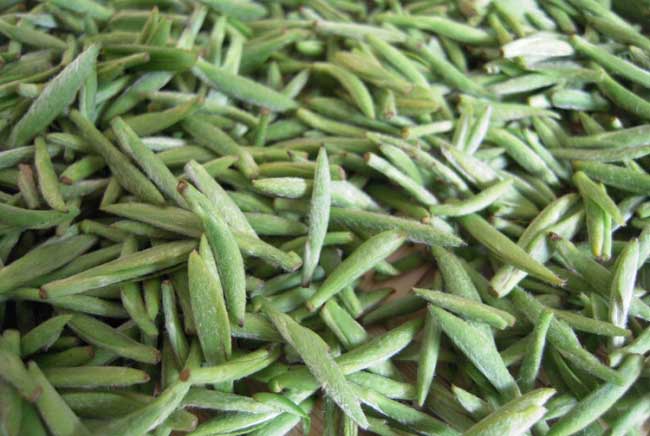 碧螺春是什么茶？