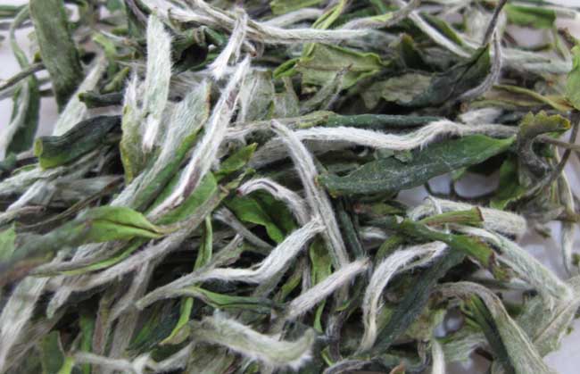 白茶是啥茶？