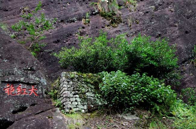 大红袍是什么茶?