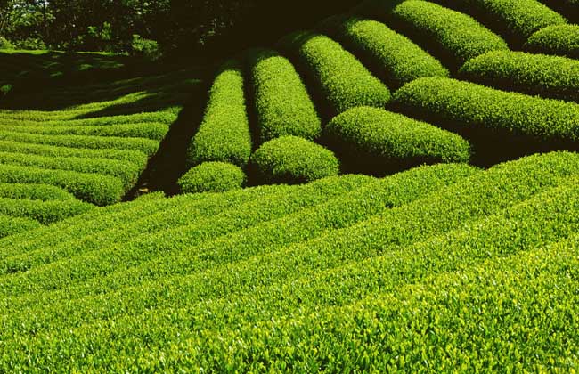 热天怎么做好茶园管理?