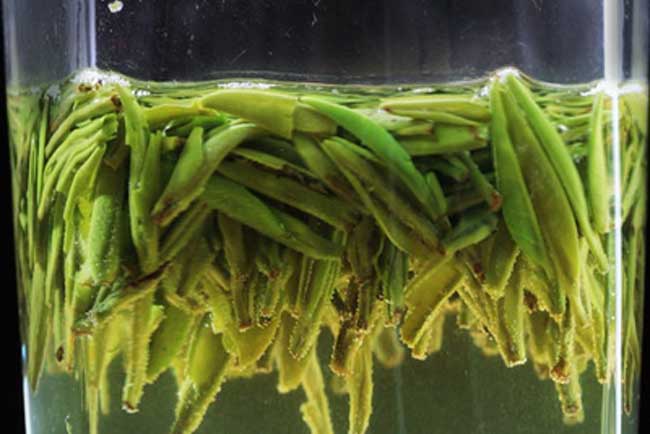 湄潭翠芽的制作工艺