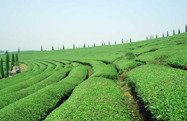 热天怎么做好茶园管理?