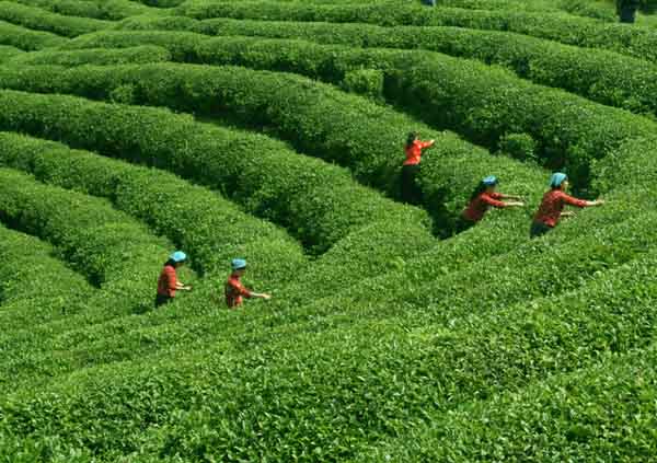 热天怎么做好茶园管理?