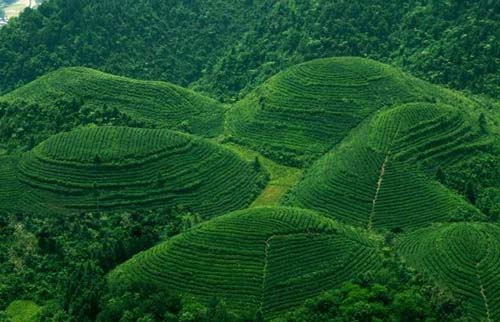 湄潭翠芽的制作工艺