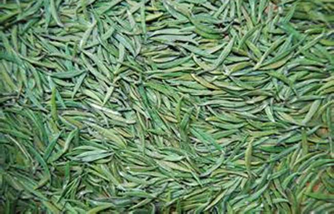 湄潭翠芽的制作工艺